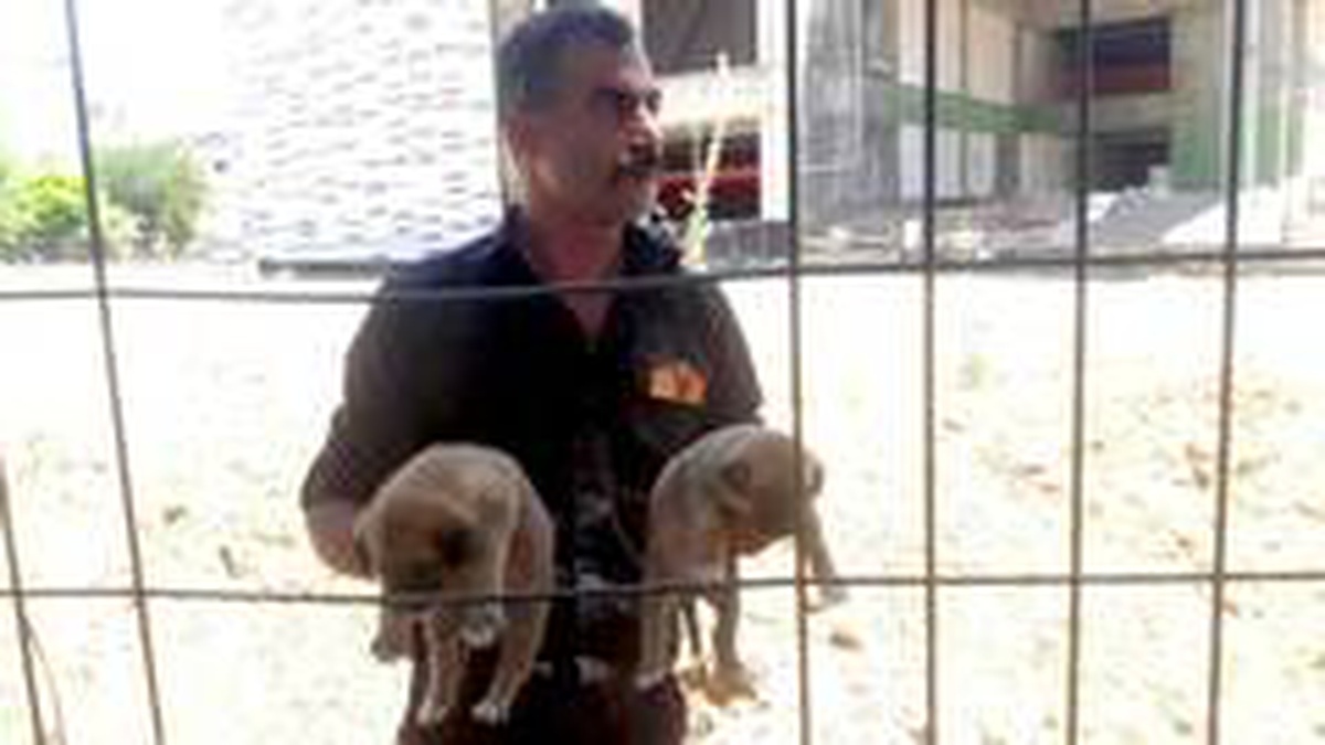 Molozların arasına sıkışan yavru köpekler kurtarıldı