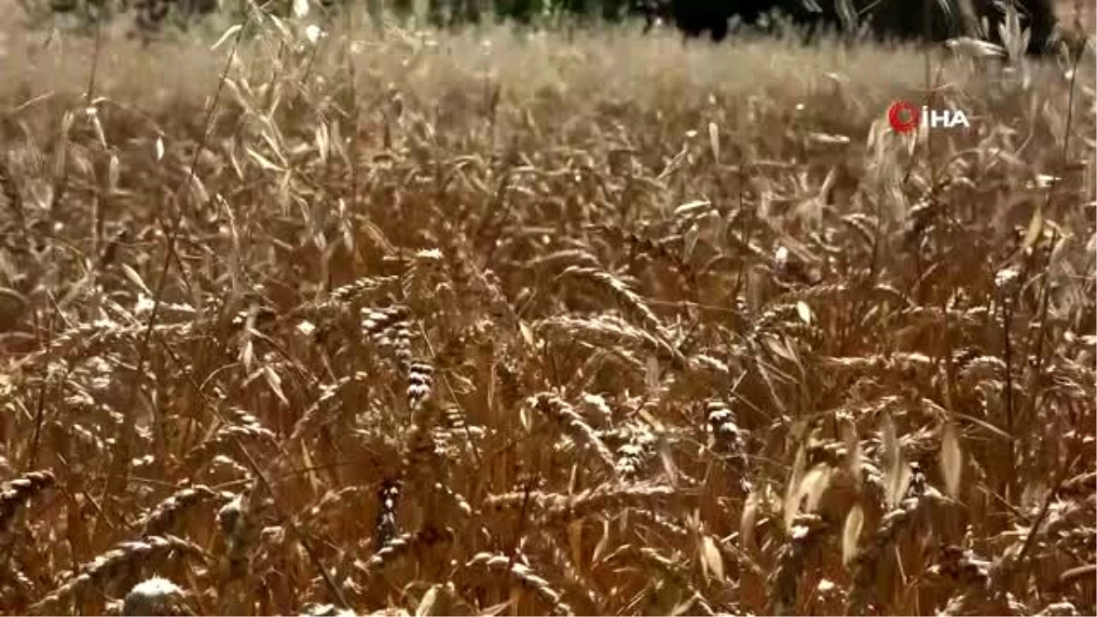 Uşak\'ta yerli buğday hasadı yapıldı