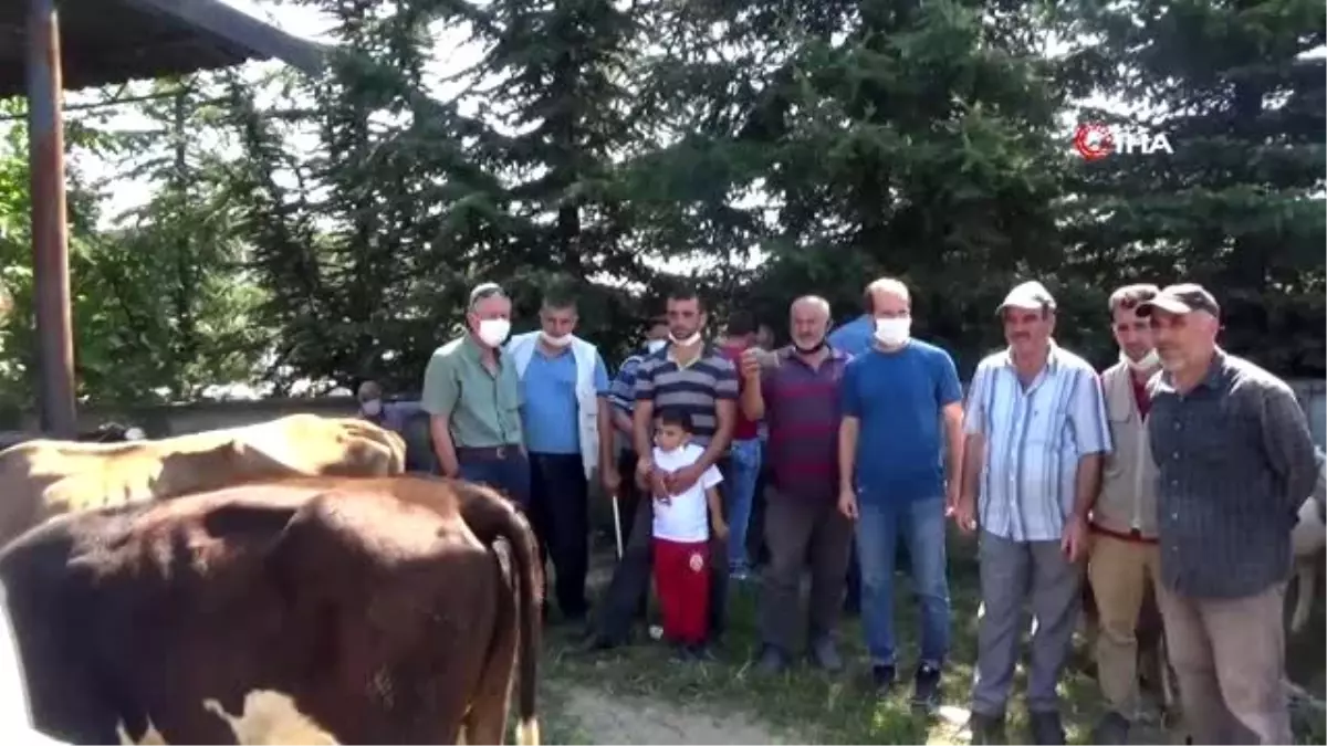 Bu yöntemle bir kişi yardım almadan kurbanlık hayvanı yere yatırabiliyor