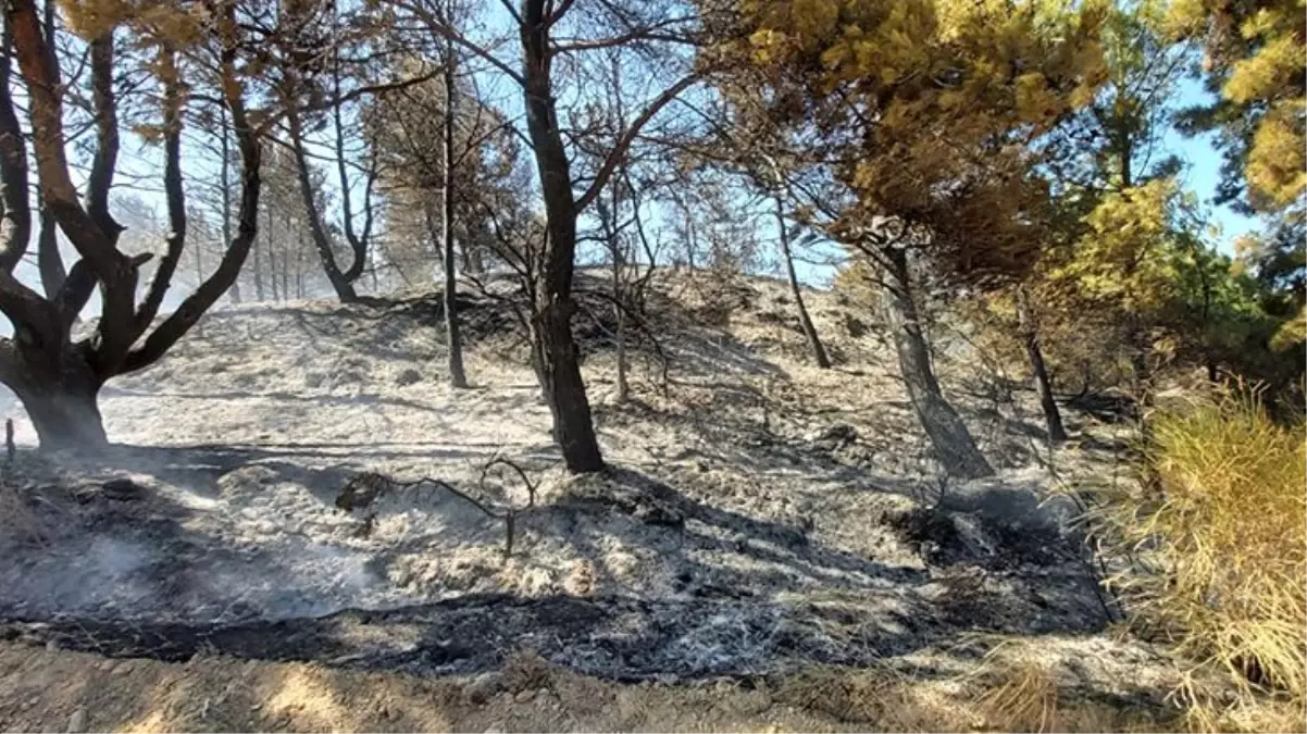 Çanakkale\'de 5 ayrı noktada çıkan orman yangını kontrol altına alındı