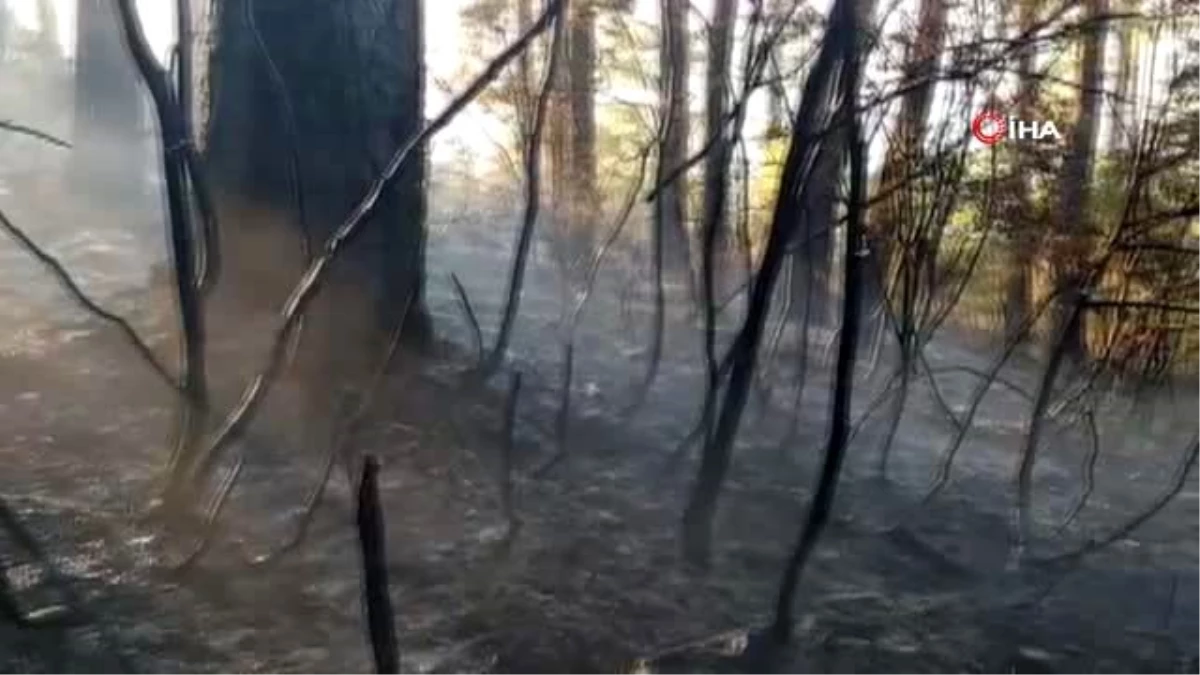 Mangaldan çıkan yangın 7 hektarlık orman alanı yok etti