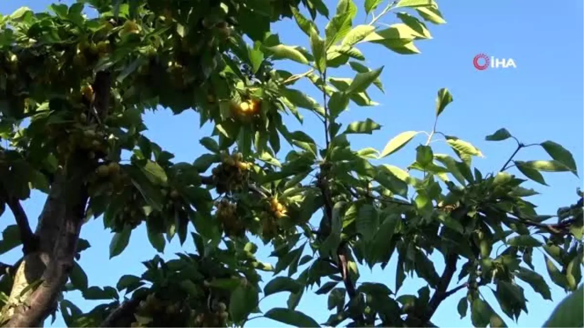 Uluborlu, kiraz hasatında tarihi rekor kırdı