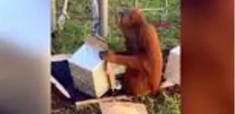 Avustralya'da hayvanat bahçesinde orangutan, 30'uncu yaşını böyle kutladı