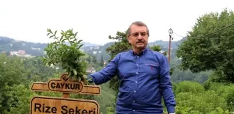 ÇAYKUR Eski Genel Müdürü İmdat Sütlüoğlu iddialara cevap verdi