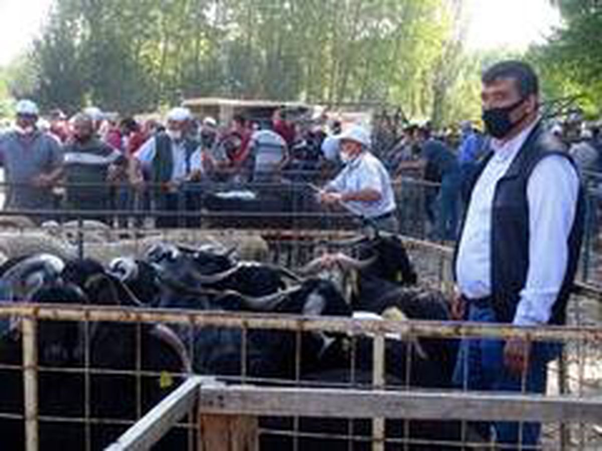 Hisarcık\'ta kurbanlık satışları durgun