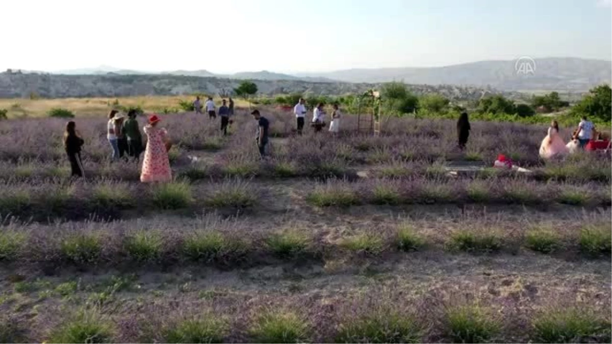 Peripacaları arasındaki lavanta bahçesi fotoğraf tutkunlarını büyülüyor