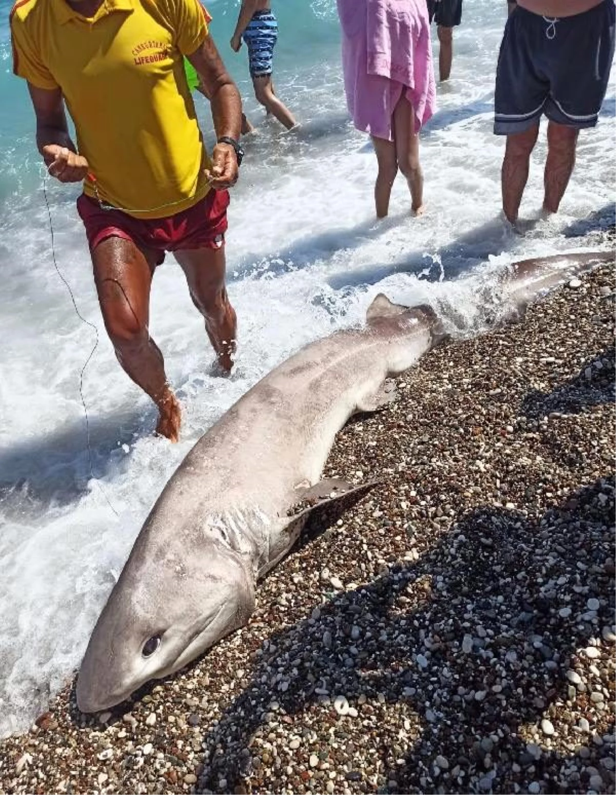 Sahile vuran köpek balığının turistlere gösterilmek için öldürüldüğü iddiası