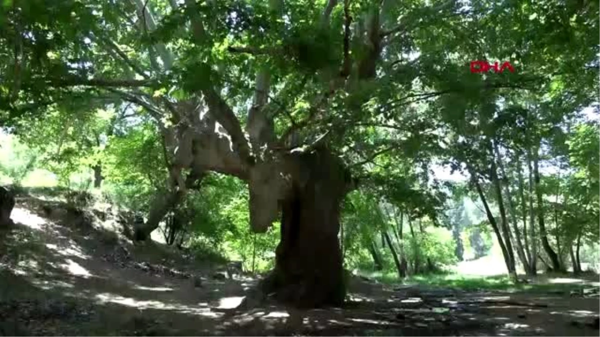 Son dakika haberi! 870 yıllık anıt çınar ağaçları yazı tahtasına döndü