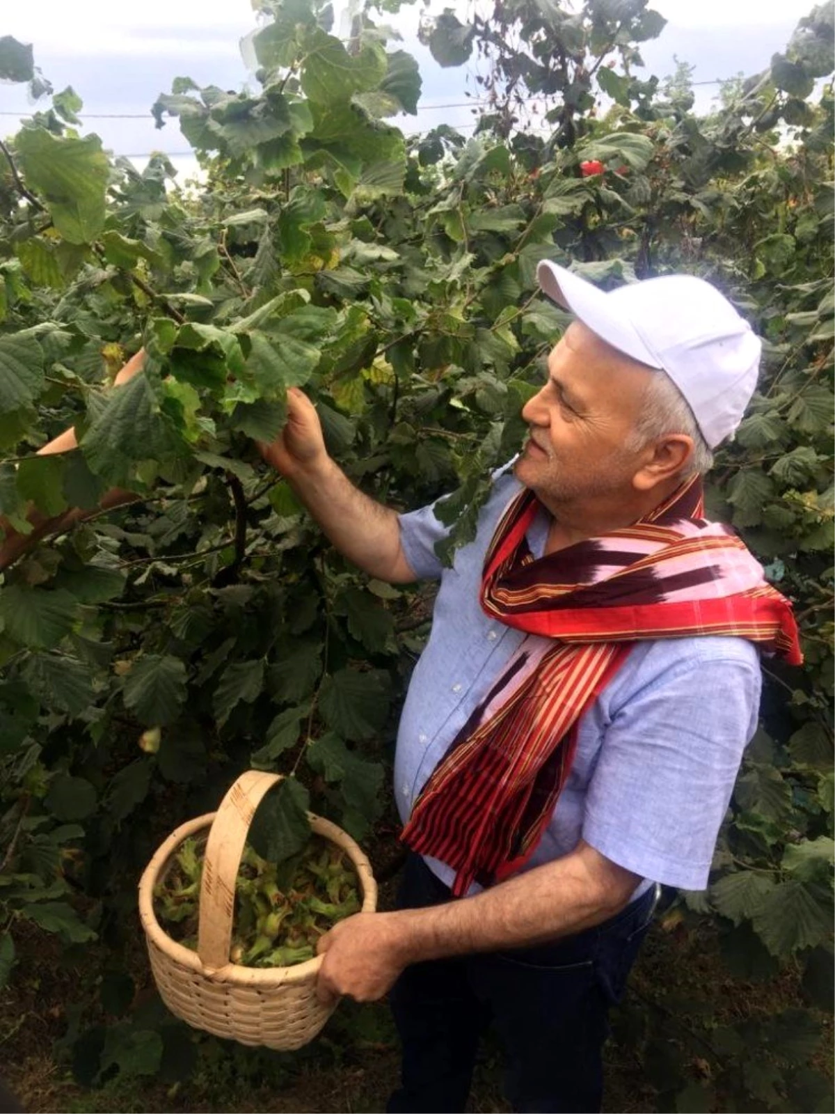 AK Parti Giresun İl Başkanı Kenan Tatlı: "Açıklanan fındık fiyatı beklentileri karşıladı"