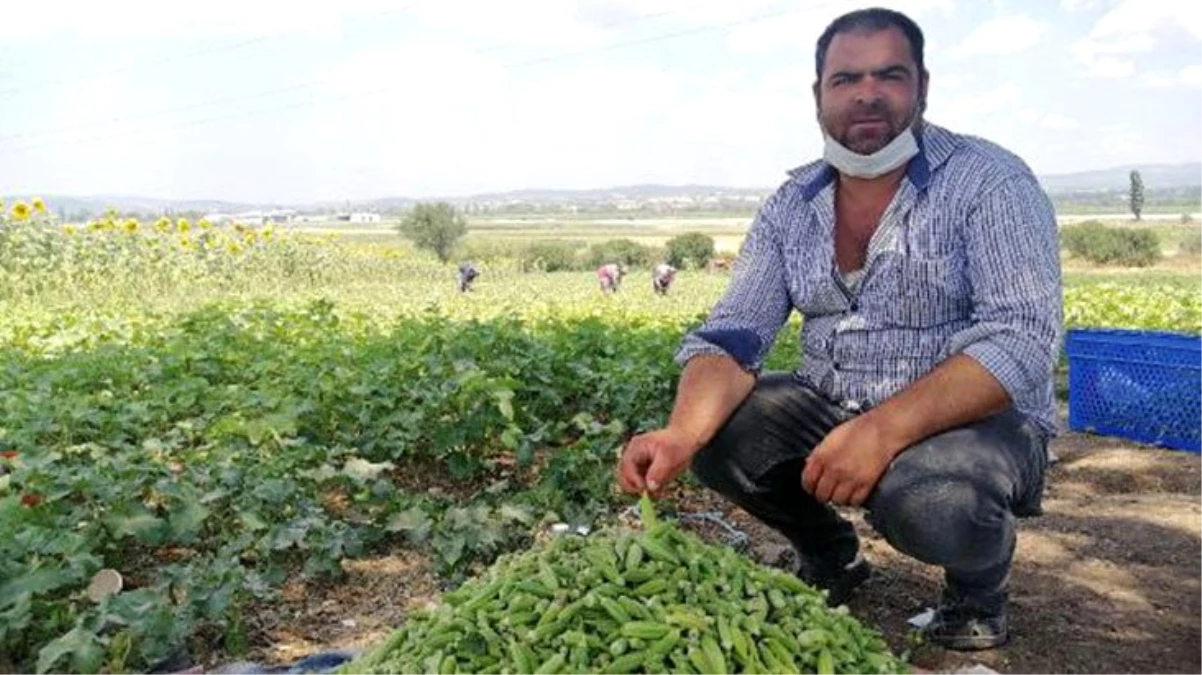 Bamya, üreticisinin yüzünü güldürüyor