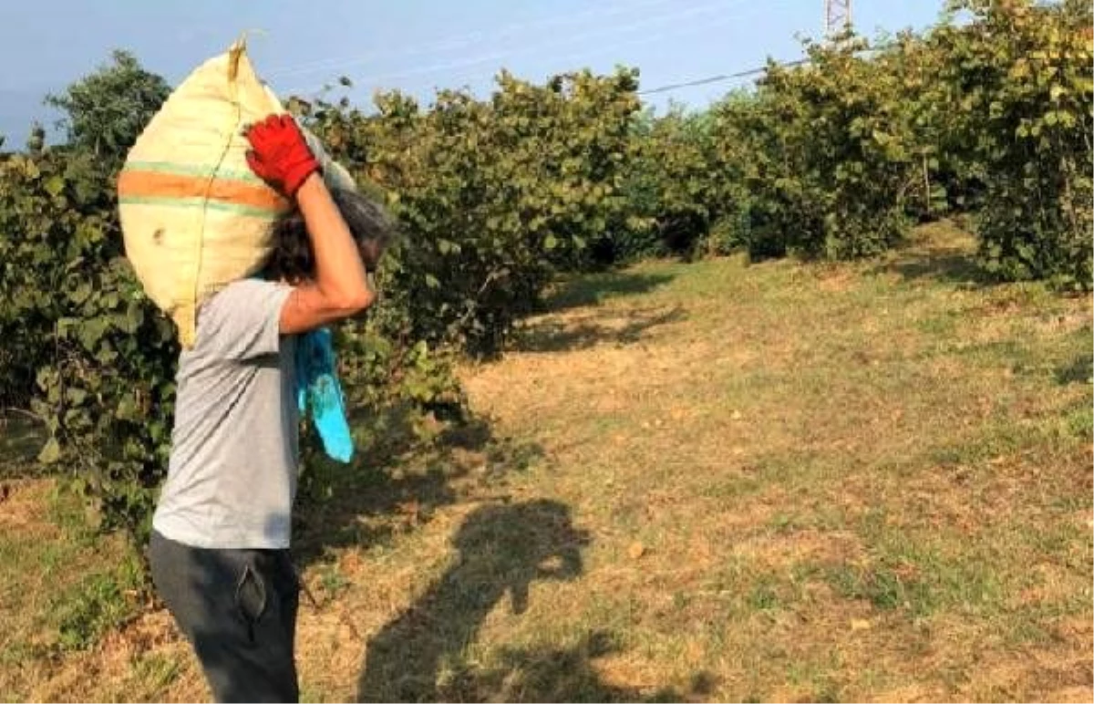 Fındık hasadı yapacak mevsimlik tarım işçileri için alınması gereken önlemler