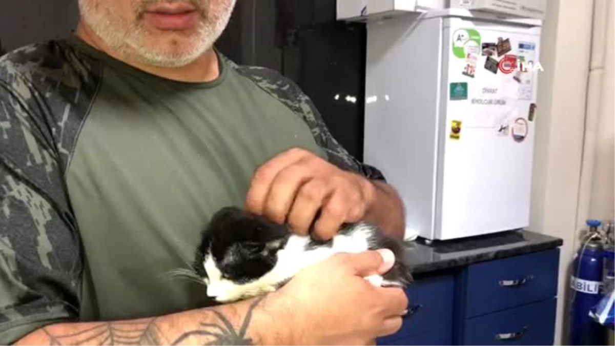 Hayatı kurtuldu ama gözlerini kaybetti, yavru kediye yuva aranıyor