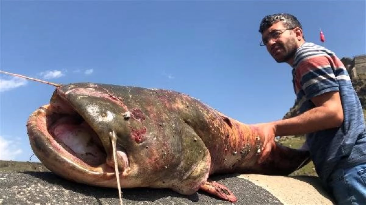 Karslı iki kardeş 2 metrelik yayın balığı yakaladı