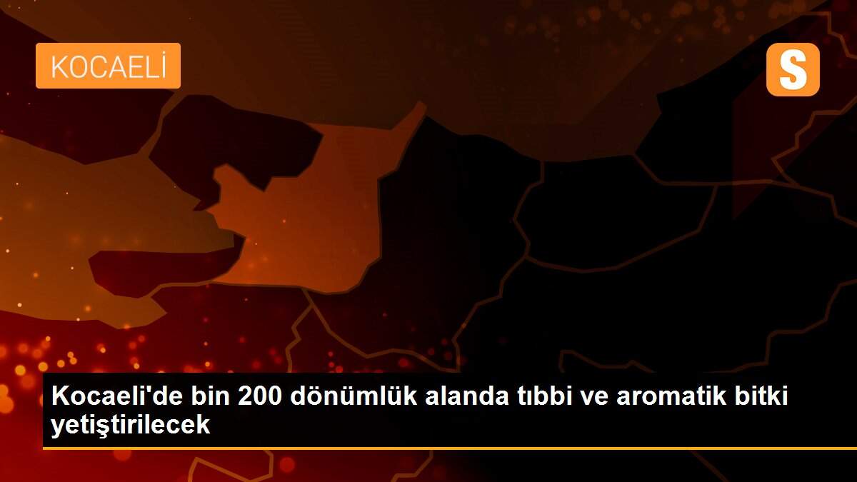 Kocaeli\'de bin 200 dönümlük alanda tıbbi ve aromatik bitki yetiştirilecek