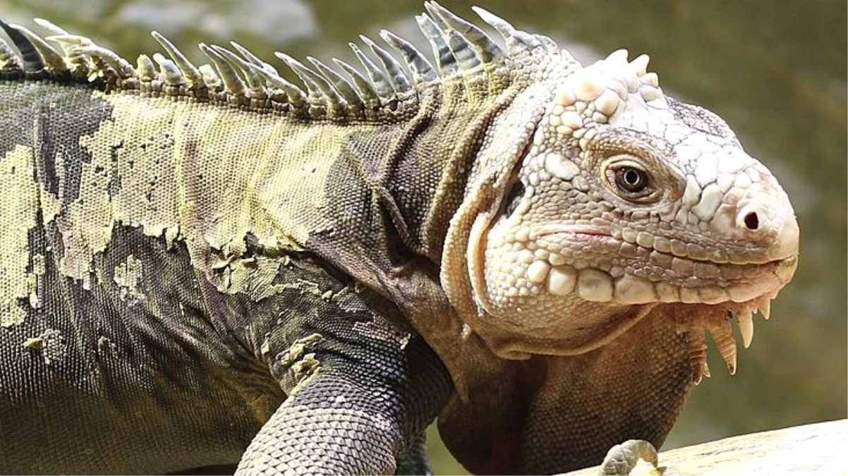 Üsküdar\'da 125 santimlik dev bir iguana bulundu