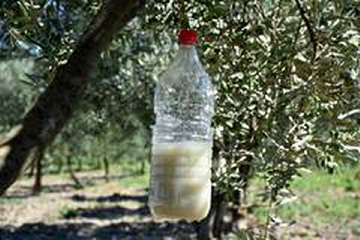 Zeytin sineğiyle mücadelede biyoteknik yöntem