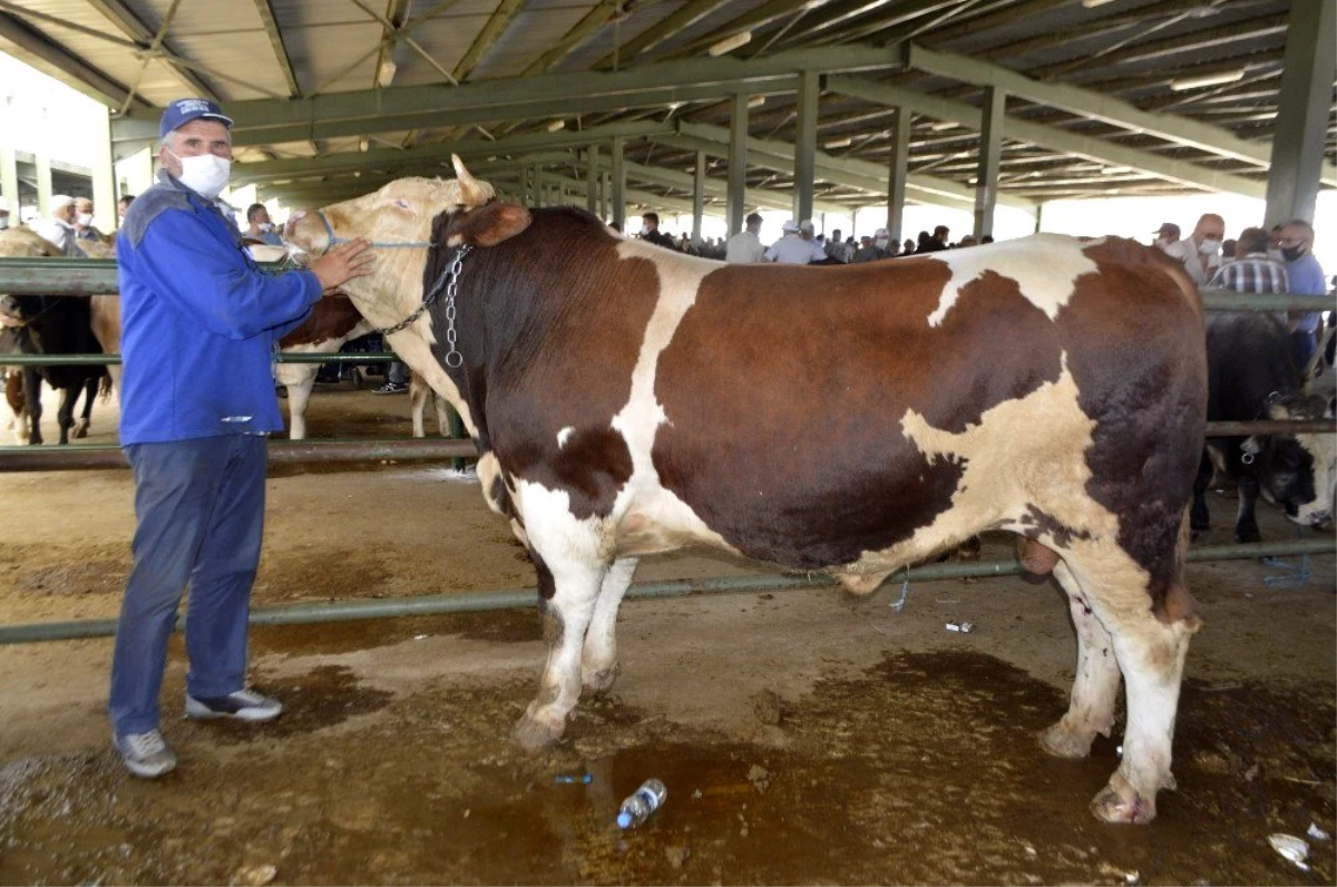 1 ton 100 kiloluk kurbanlık ilgi odağı oldu