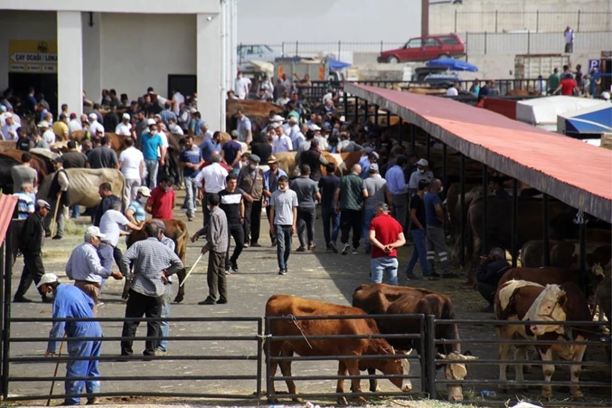 Bayburt\'ta Kurban Bayramı heyecanı