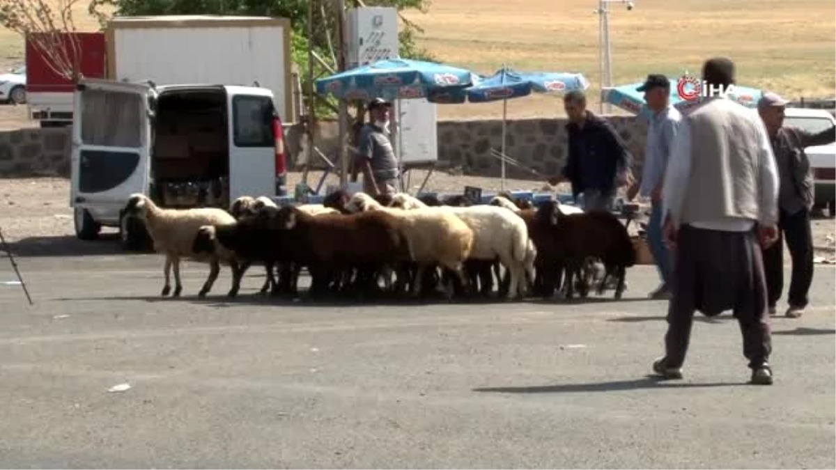 Diyarbakır\'da hayvan satış ve kesim şartları belirlendi