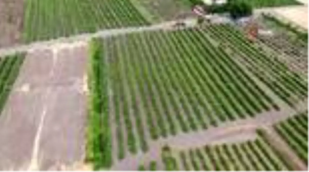 Elazığ\'da erkenci siyah üzümde hasat zamanı