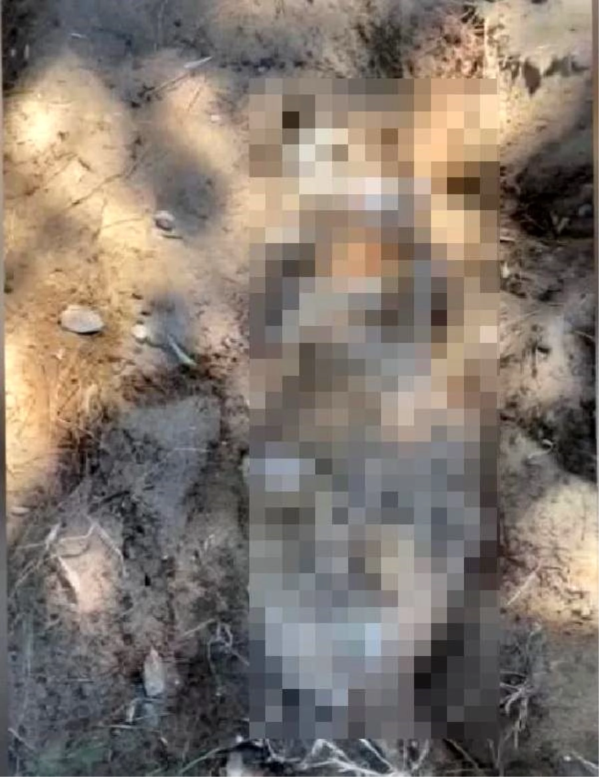 Emekli albayın öldürdüğü öne sürülen köpek, kumsalda gömülü bulundu