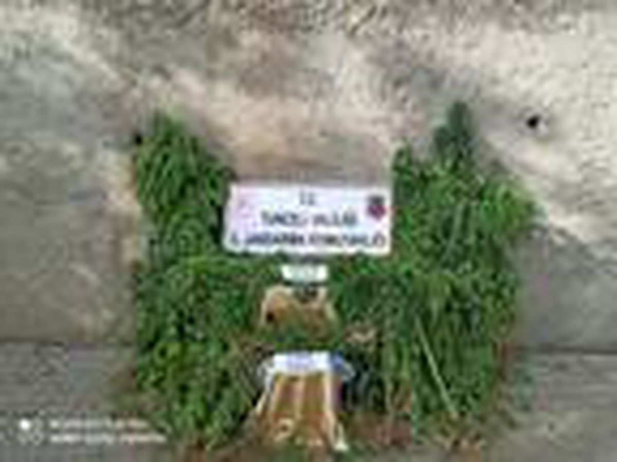 Tunceli\'de uyuşturucu operasyonu