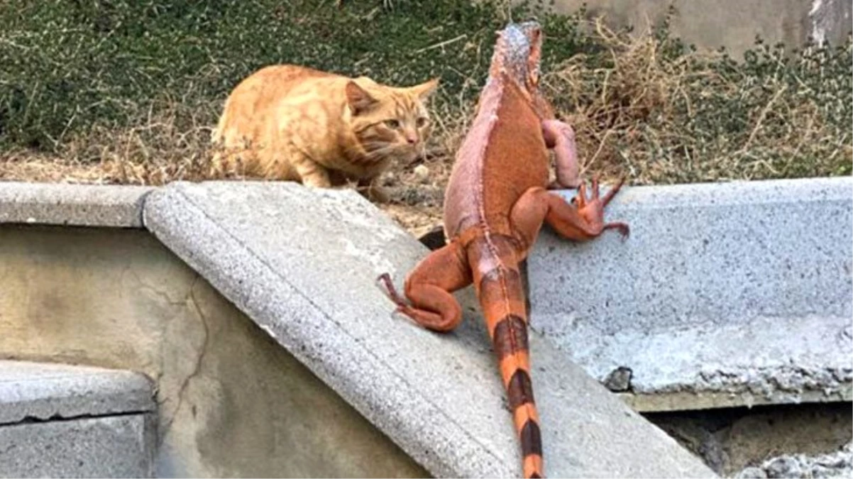 Üsküdar\'da bulunan iguana sokak kedisinin karşısına çıkınca kedi neye uğradığını şaşırdı