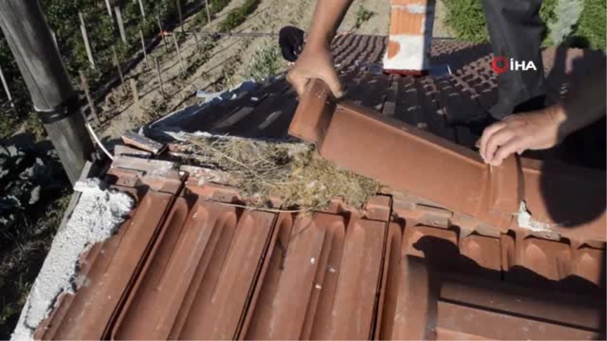 Yaban arılarının evin çatı arasına yaptıkları dev yuva şaşırttı