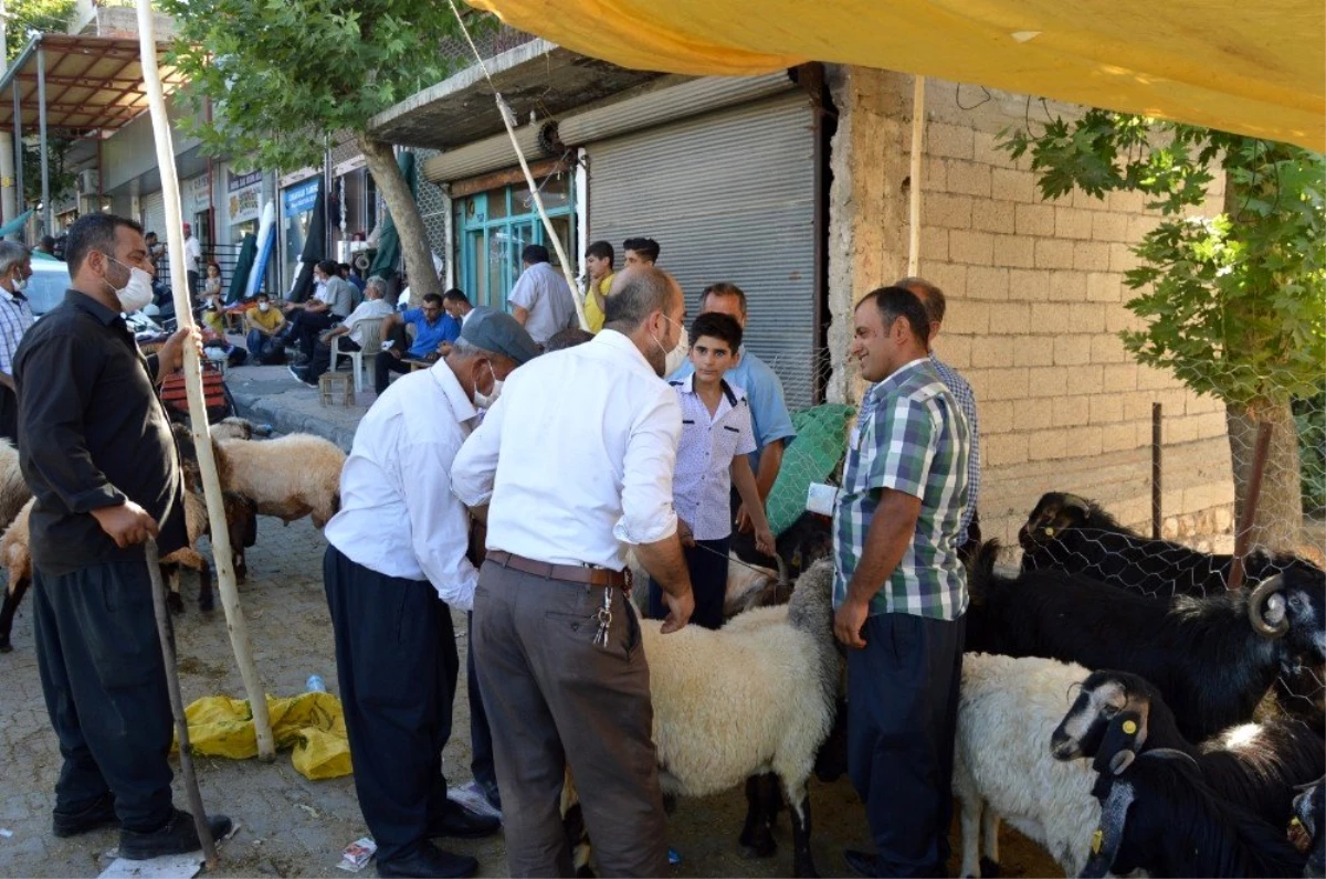 Son dakika haberleri: Besni hayvan pazarında satışlar devam ediyor