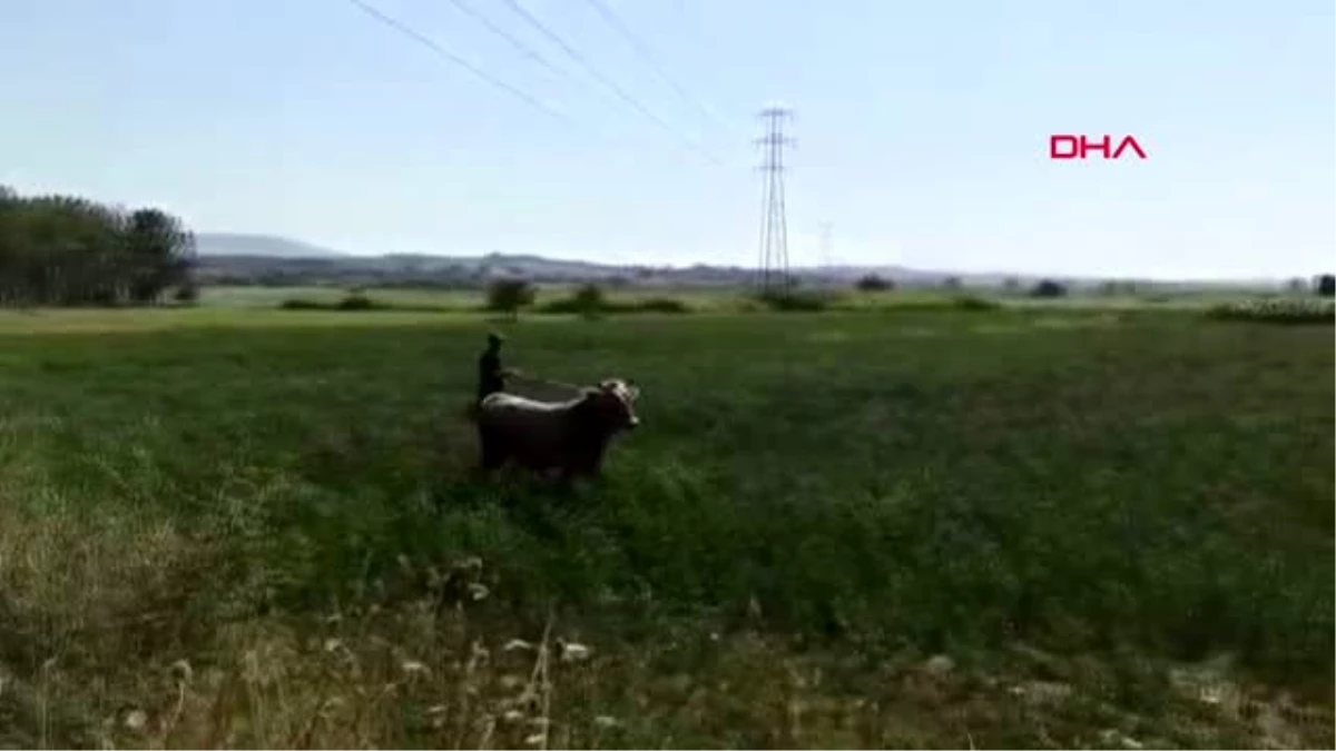 Kaçan boğa uyuşturucu iğneyle vurulup, yakalandı