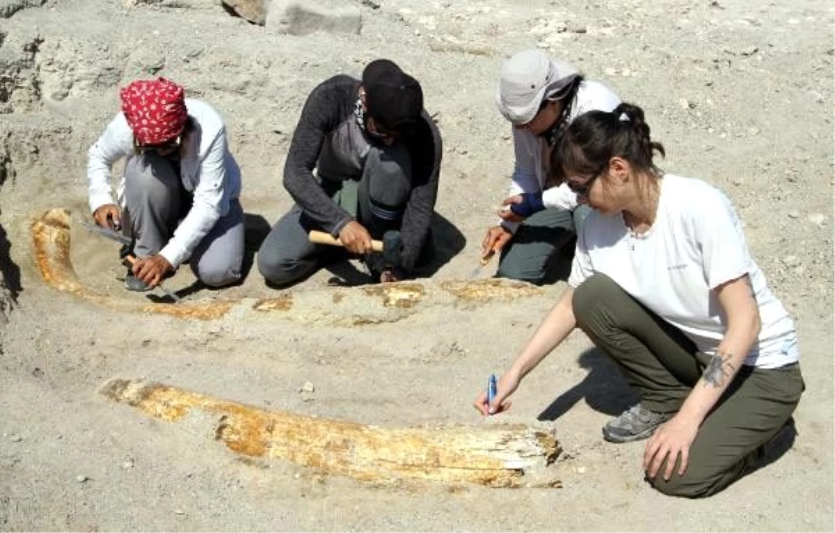 Kayseri\'de kazı çalışmaları yeniden başladı; 7,5 milyon yıllık 2 fosil daha bulundu