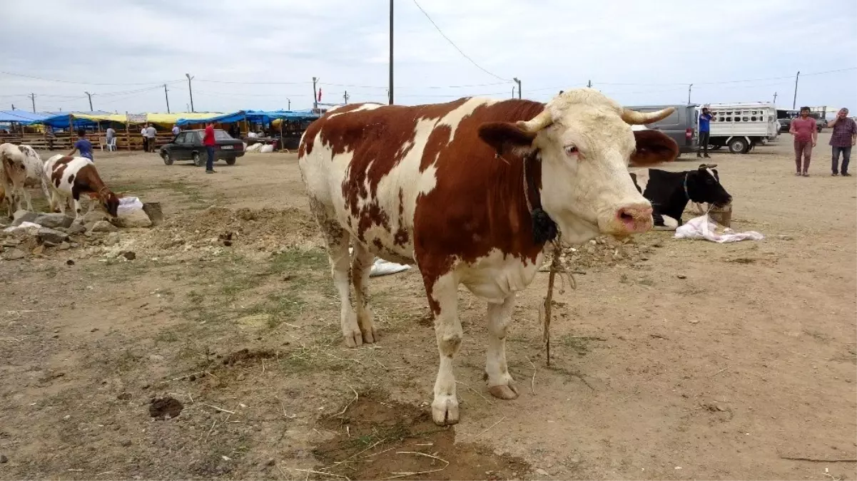 Kurban Bayramı\'na bir gün kala bir ton 100 kilogramlık \'Pembe\' isimli boğa alıcısını bekliyor