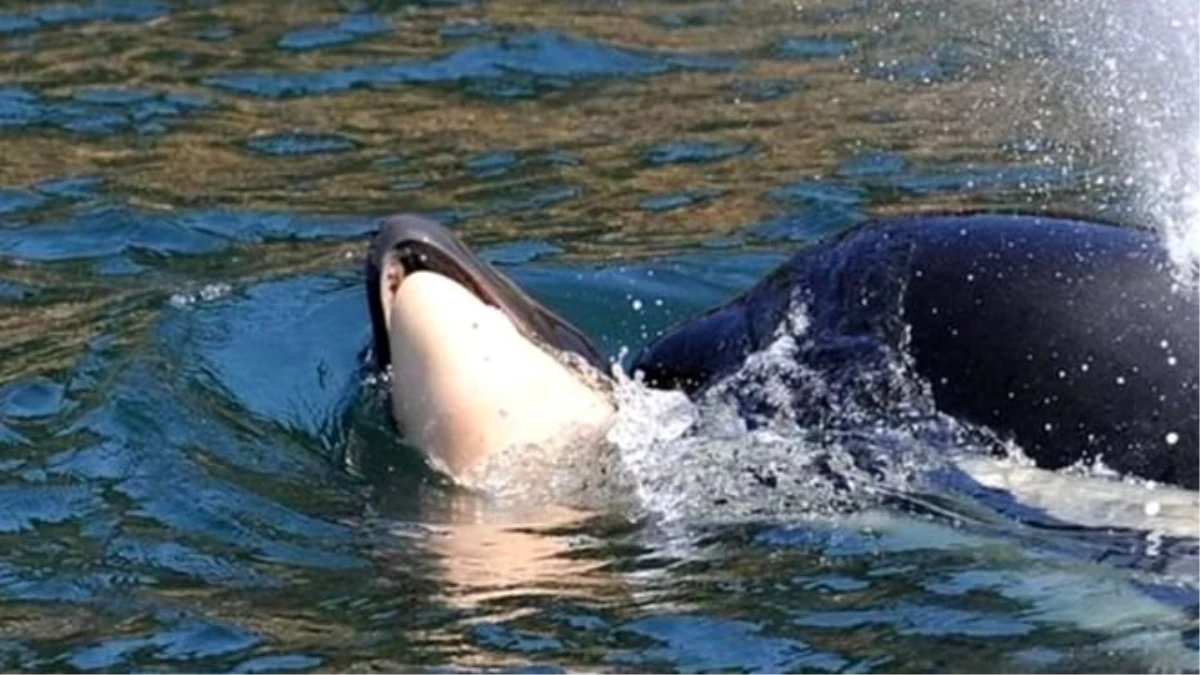 Ölen yavrusunu 17 gün sırtında taşıyan balina, yeniden hamile