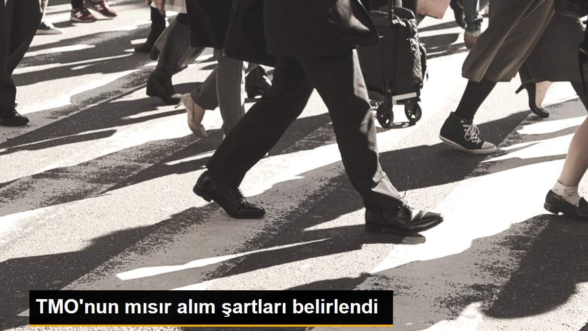 TMO\'nun mısır alım şartları belirlendi
