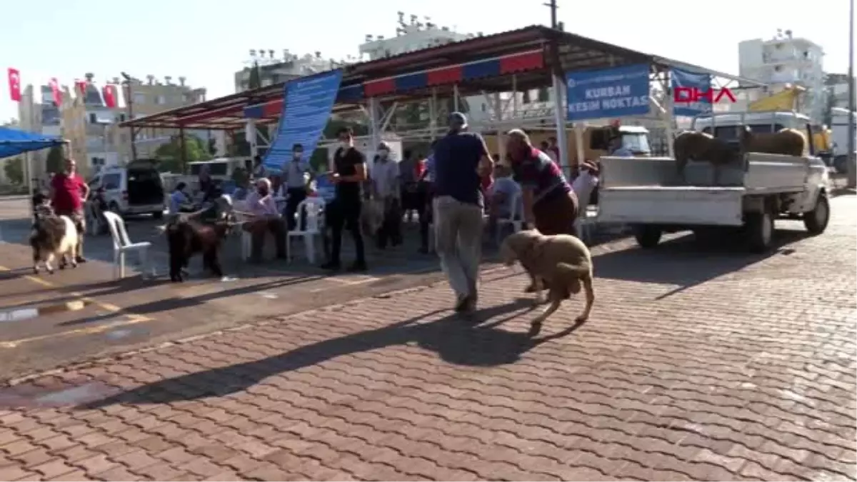 ANTALYA Büyükşehir\'den ücretsiz, randevulu ve hijyenik kurban kesimi