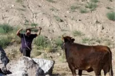 Kaçan kurbanlığı yakalamak isteyenlerin hayvana seslenişleri güldürdü