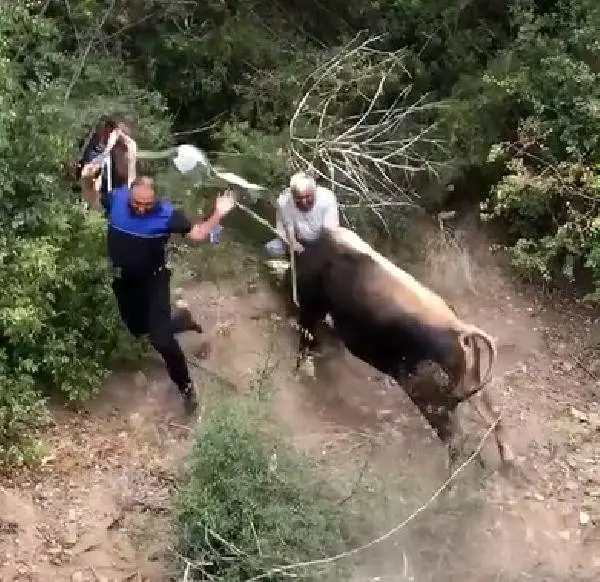 Sahibinin elinden kaçan kurbanlık boğa, vatandaşları kovaladı! İşte o anlar