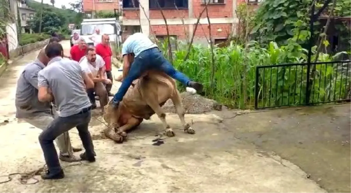 Kurbanlık boğanın, boynuzlarından tutan sahibini savurduğu anlar kamerada