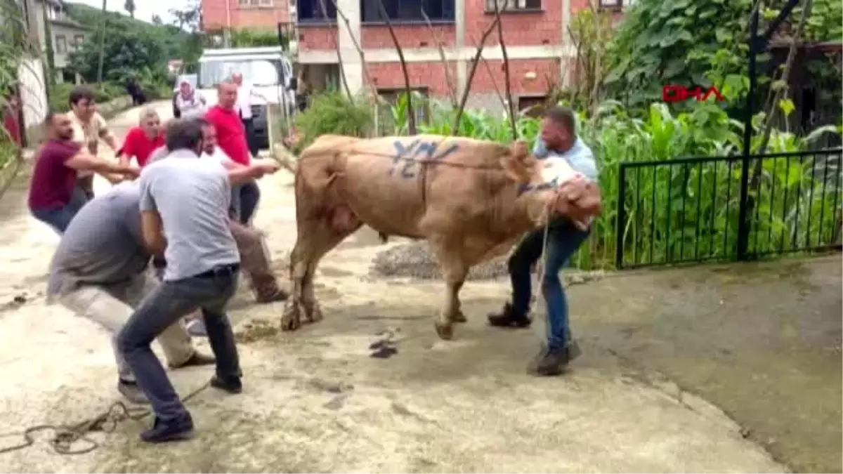 TRABZON Kurbanlık hayvan, boynuzlarından tutan kişiyi savurdu