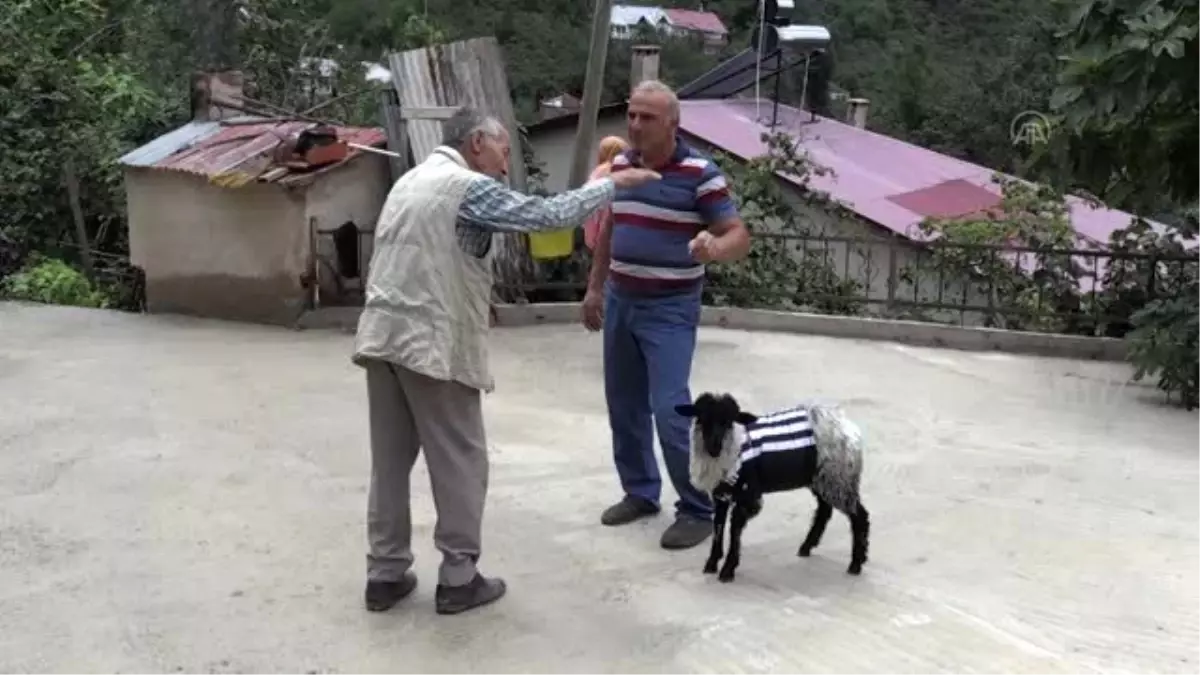 "Cimcime" adını verdikleri kuzu evin maskotu oldu