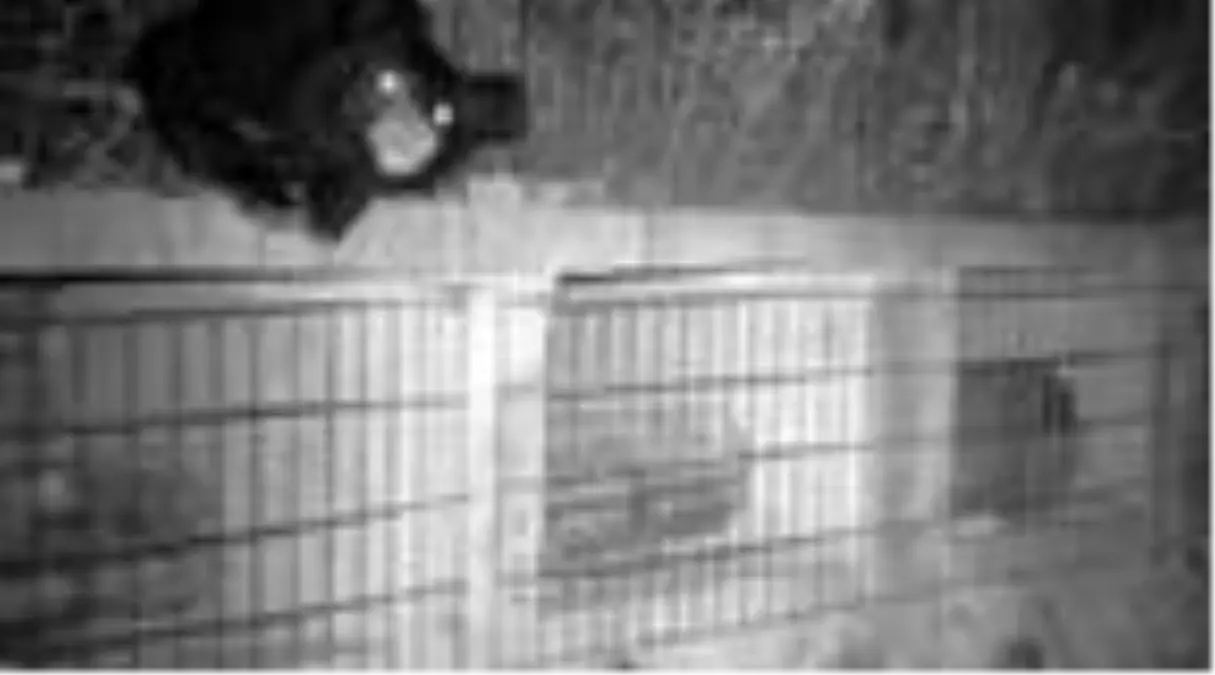 Çin\'de aç ayı, arıcıların kovanından bal yerken görüntülendi