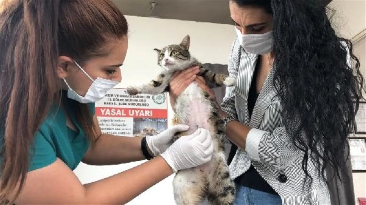Hayvansever esnaf, gebe kediyi ölümden kurtardı