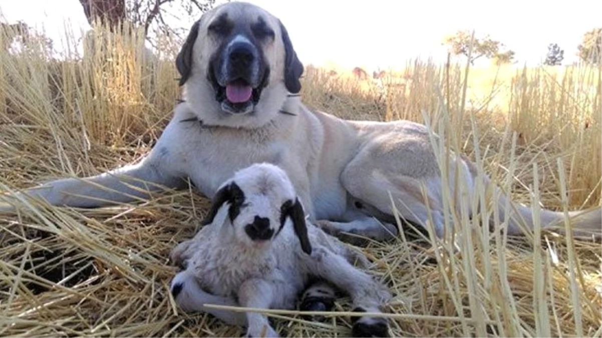 Kangal köpekleri çip teknolojisiyle koruma altına alınıyor