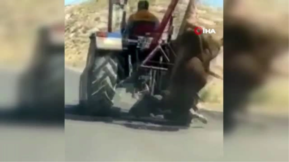 Kurbanlık ineği traktöre asarak trafikte ilerleyen kişi cezalandırıldı