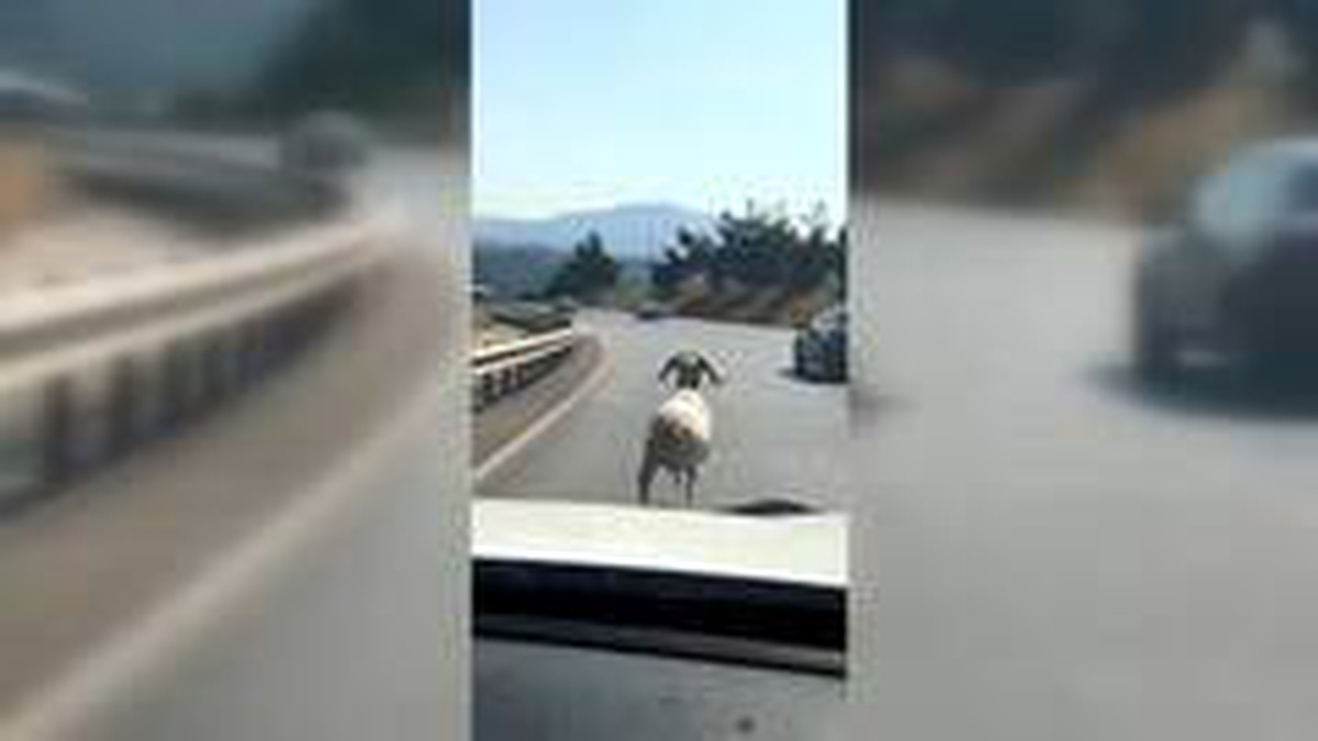 Otoyola çıkan koç otomobillere meydan okudu