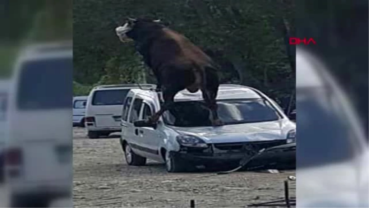 SAMSUN Kurbanlık boğa ürküp park halindeki aracın üstüne çıktı