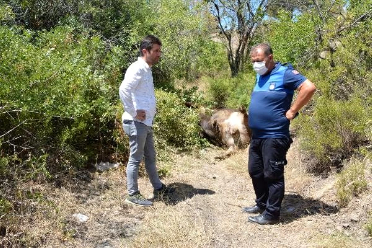 Bağlık alanda tosun ölüsü bulundu