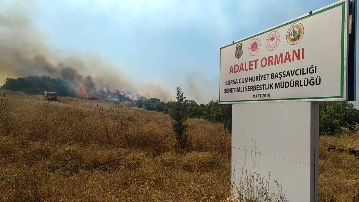 Bursa\'da çiftlikten ormana sıçrayan yangın kontrol altına alındı