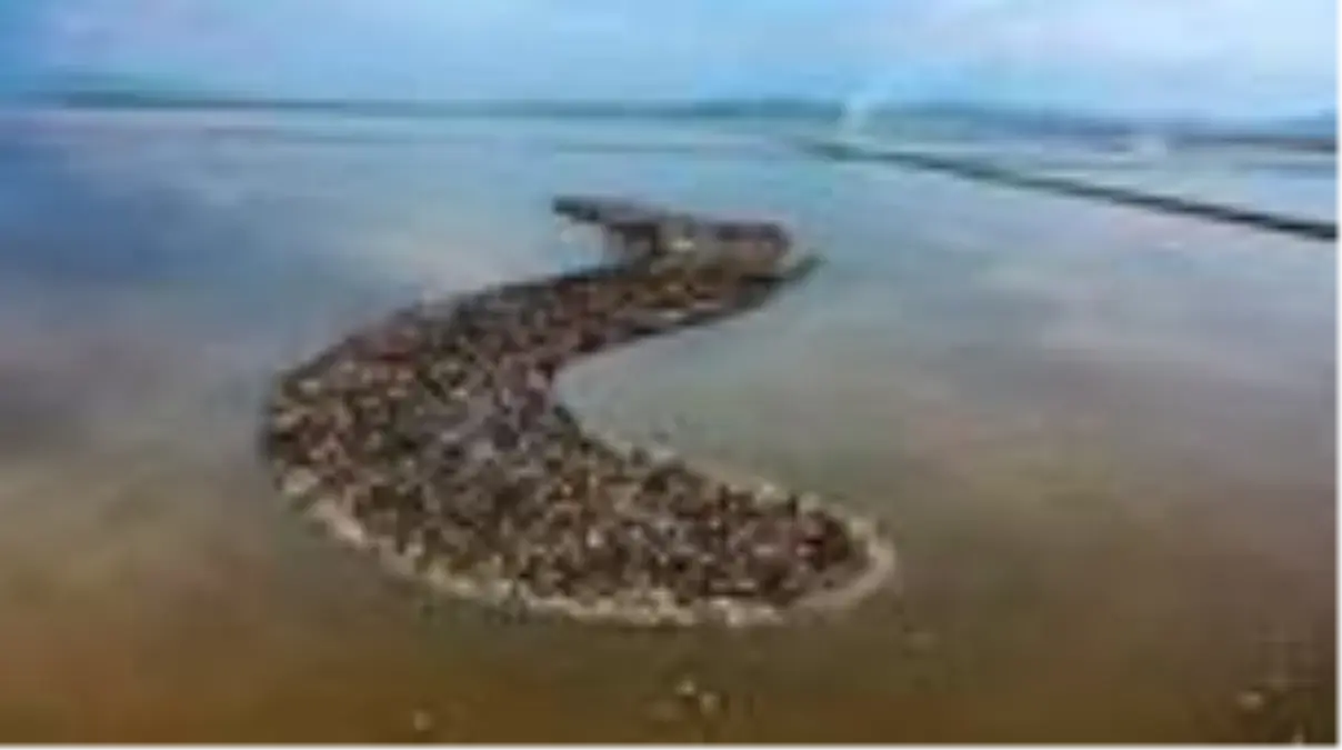 (DRONE) Türkiye\'nin büyüleyen güzelliği: Kuş cennetleri(1) - İZMİR/BALIKESİR/