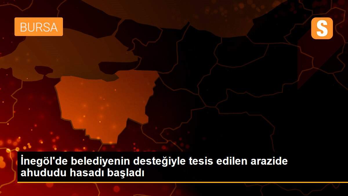 İnegöl\'de belediyenin desteğiyle tesis edilen arazide ahududu hasadı başladı